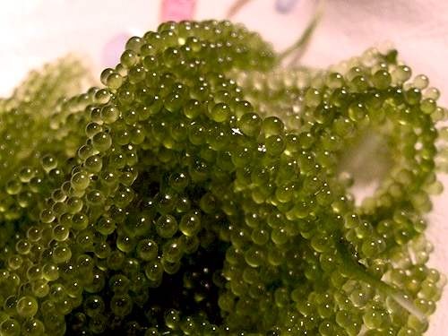 ���ލu���V������������