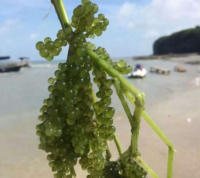 ���ލu���V������������