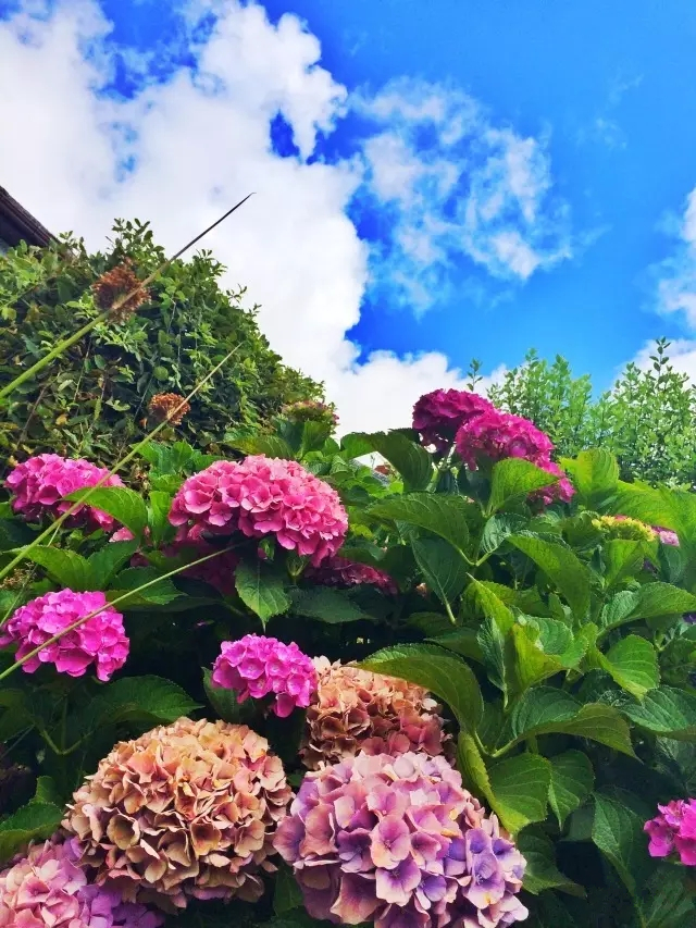 ���ލu�������V������������